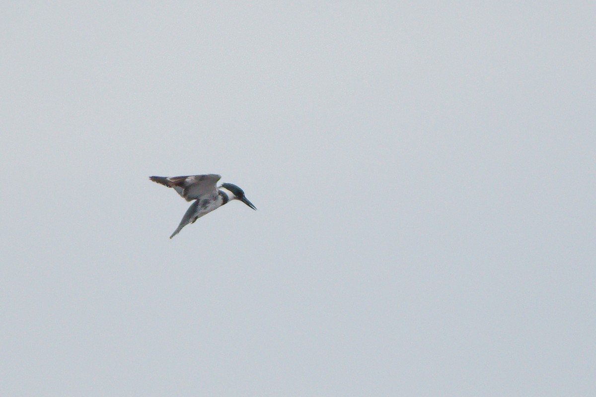 Belted Kingfisher - ML196731141