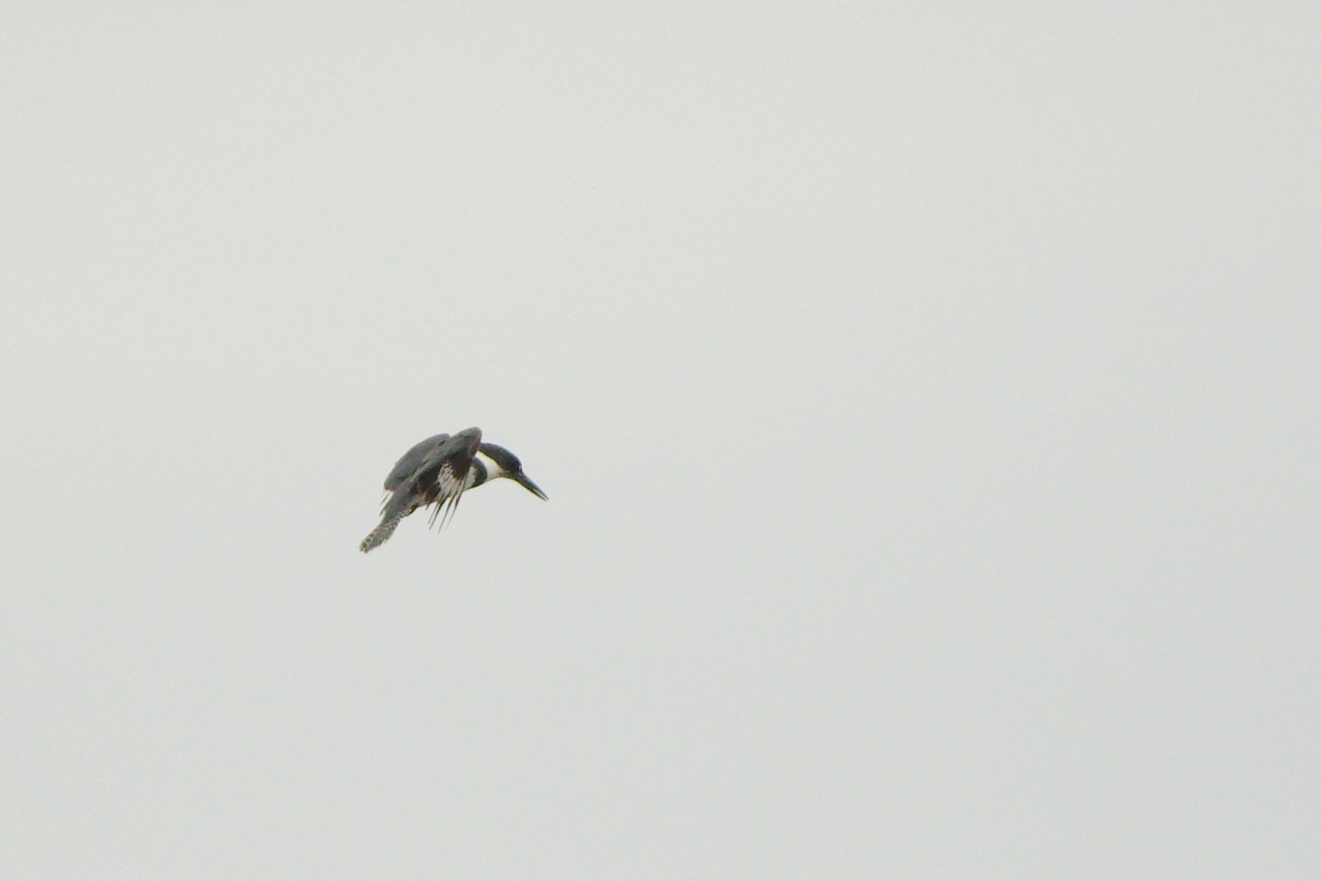 Belted Kingfisher - ML196731171