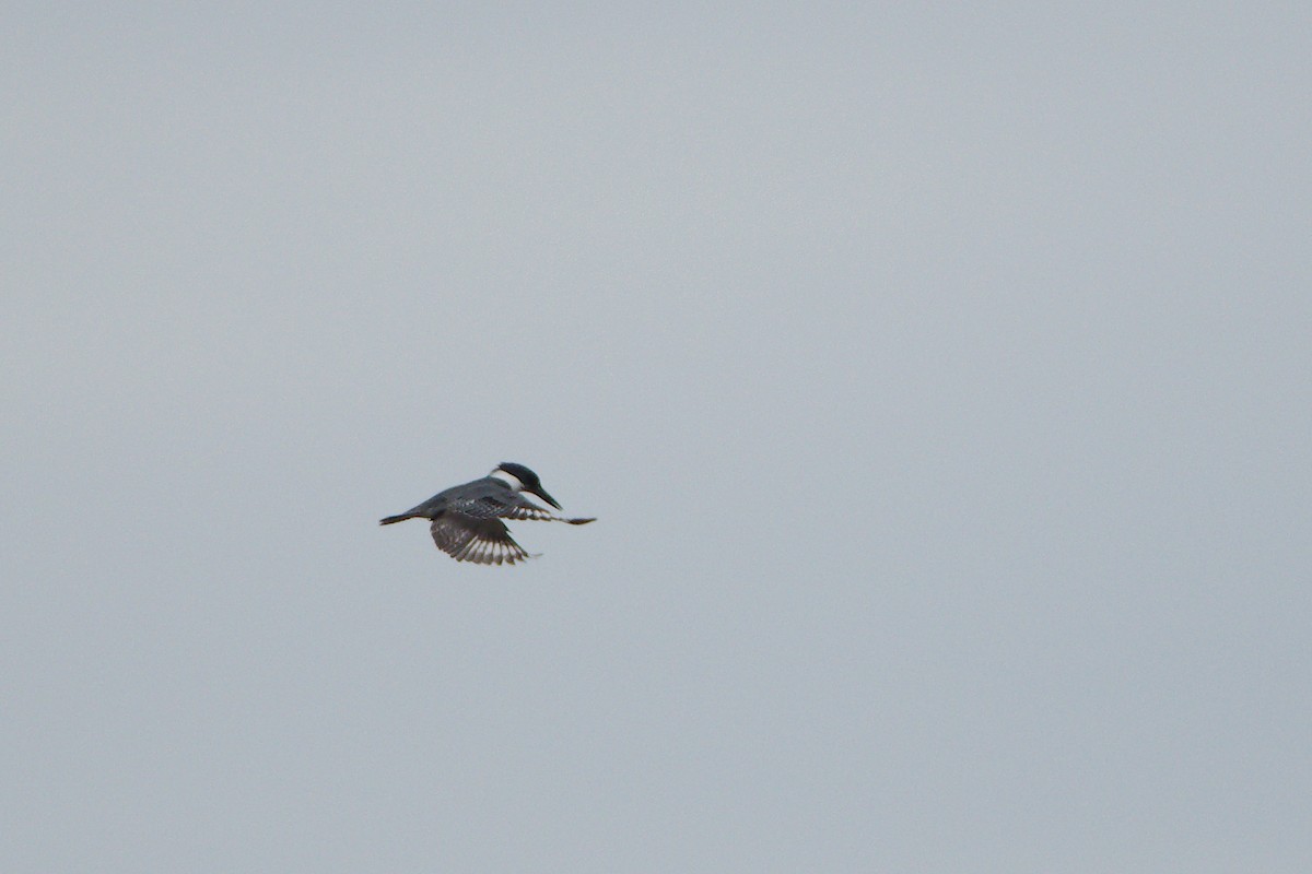 Belted Kingfisher - ML196731191