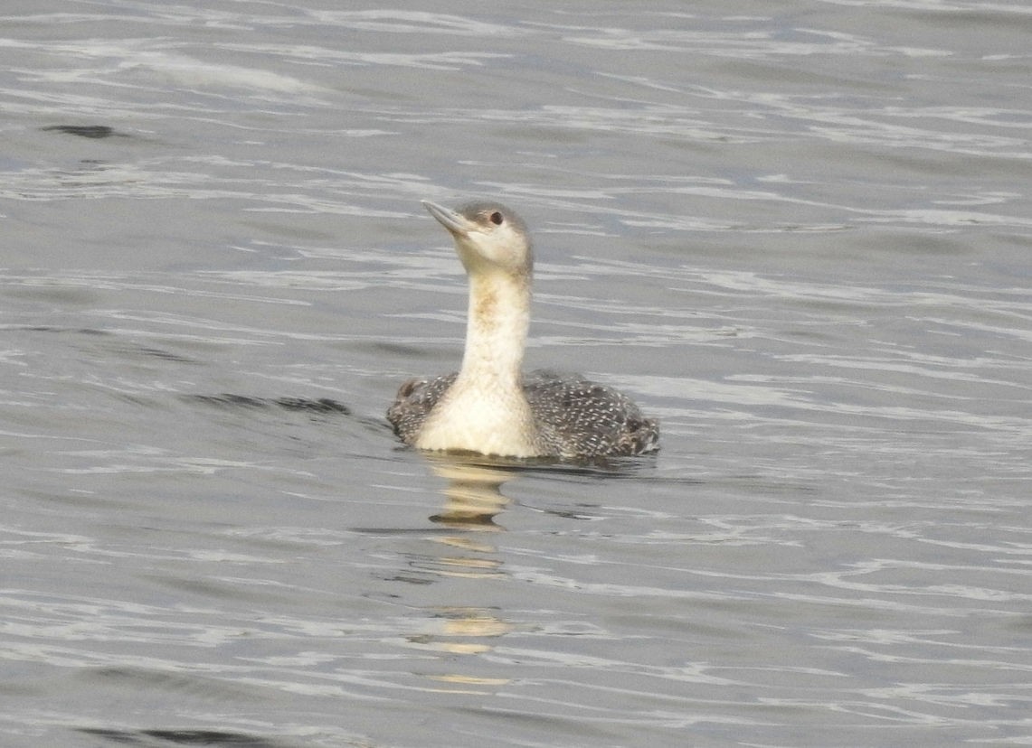 Red-throated Loon - ML196731991