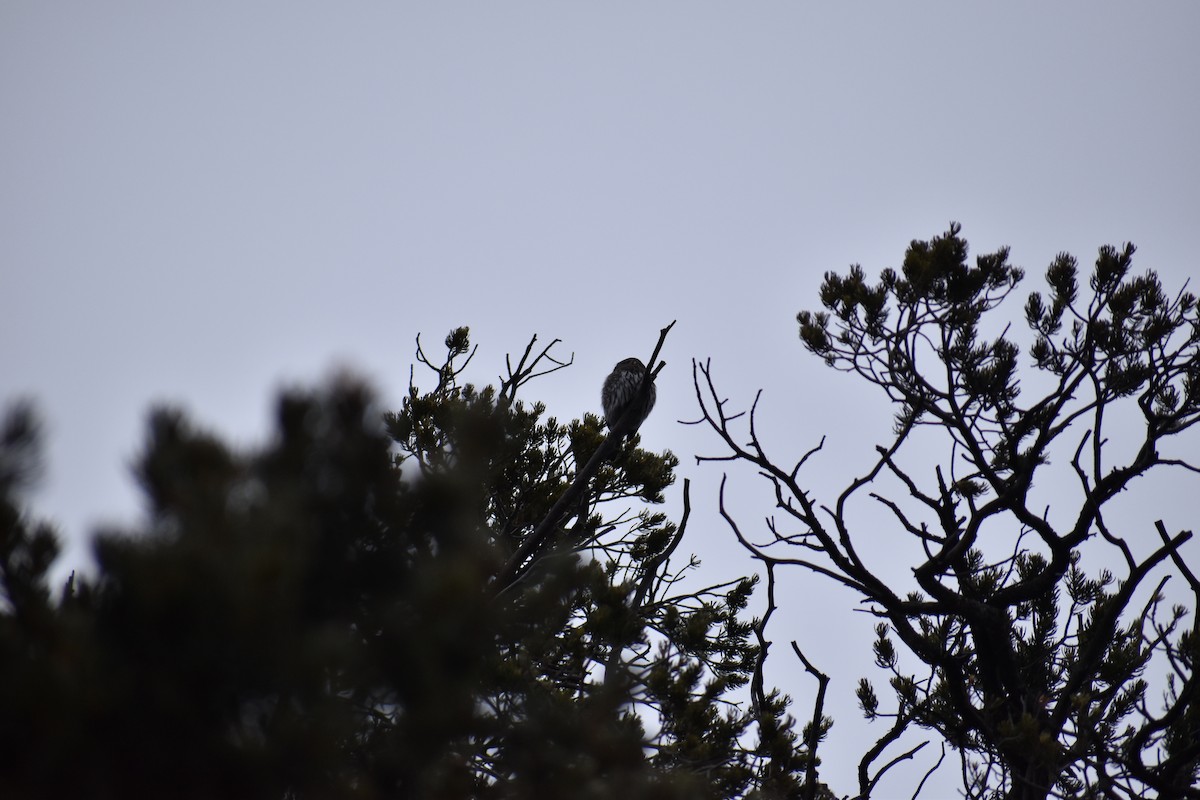 kulíšek mexický - ML196733011