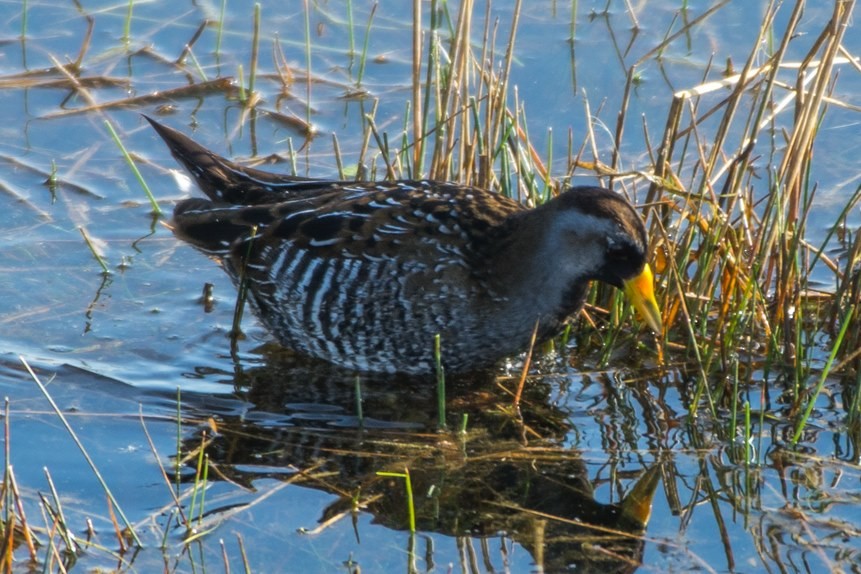 Polluela Sora - ML196733131