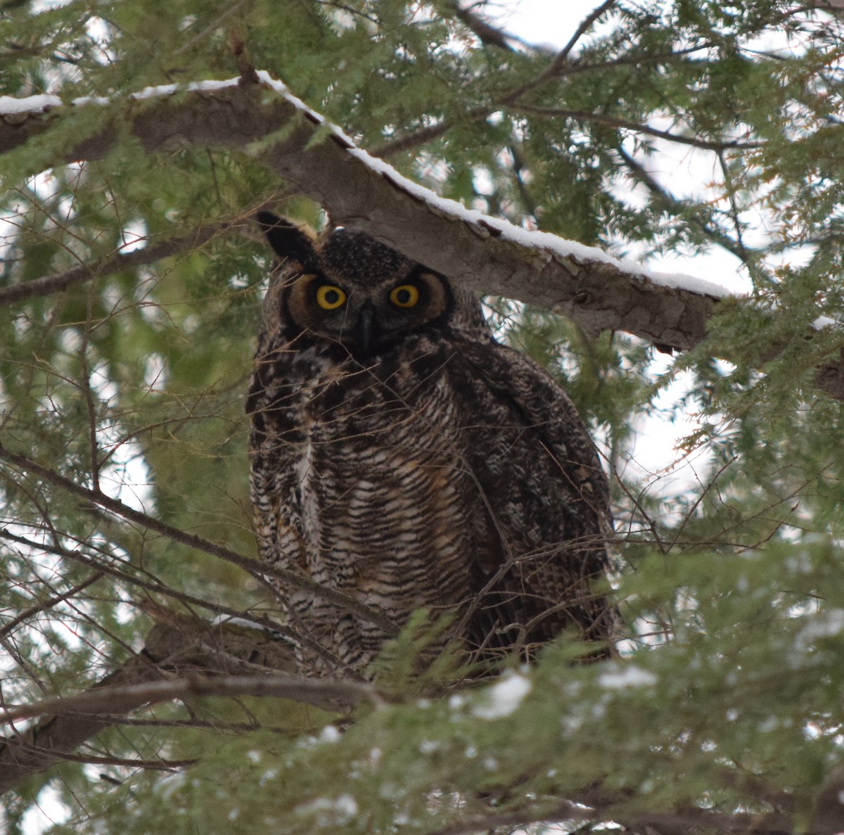 Great Horned Owl - ML196734501