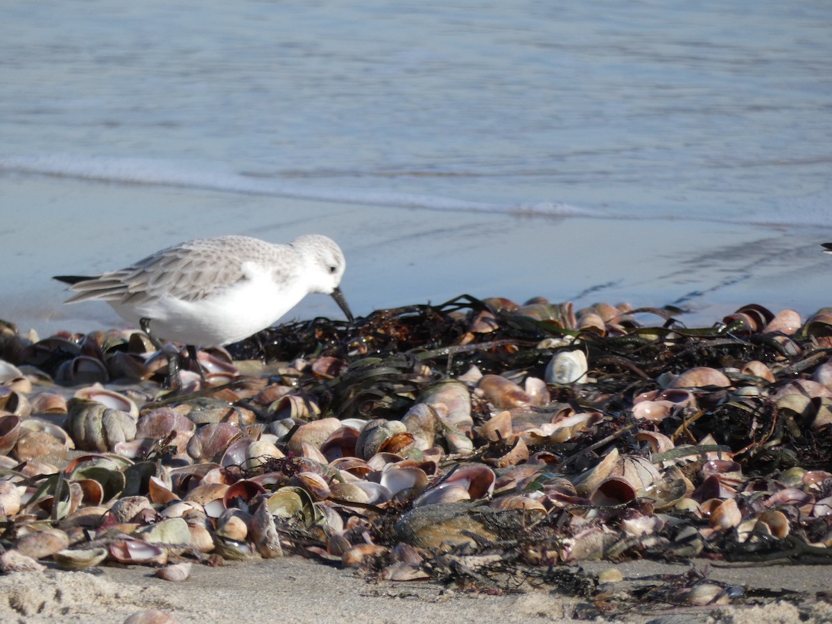 Bécasseau sanderling - ML196734691