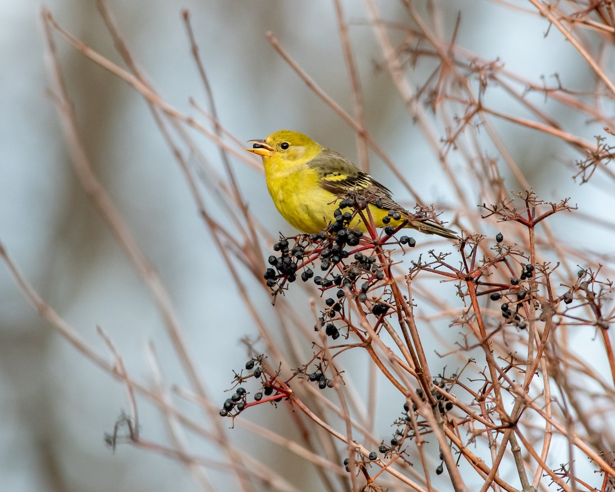 Western Tanager - ML196735031
