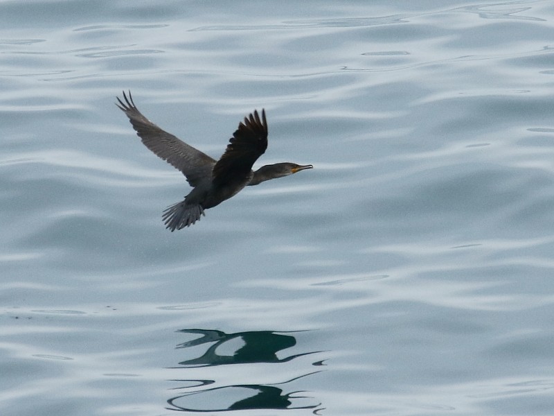 Japanese Cormorant - ML196737781