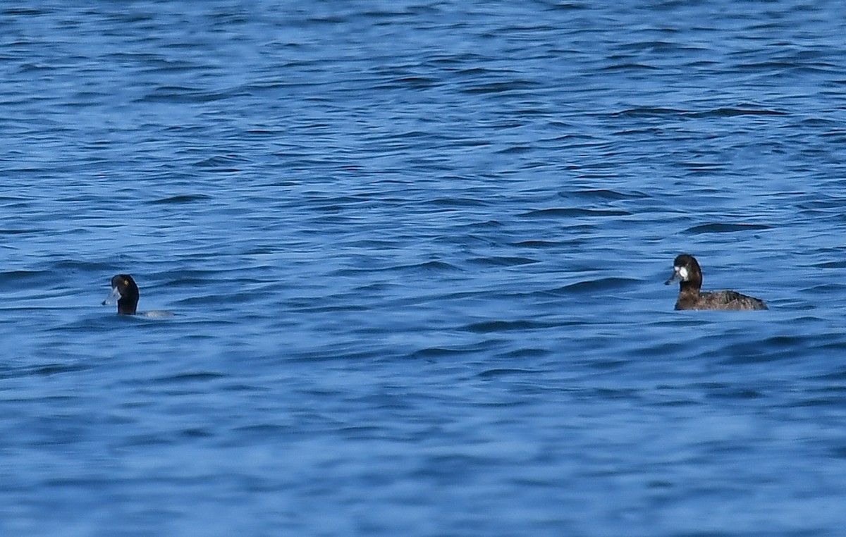 Greater Scaup - ML196737791