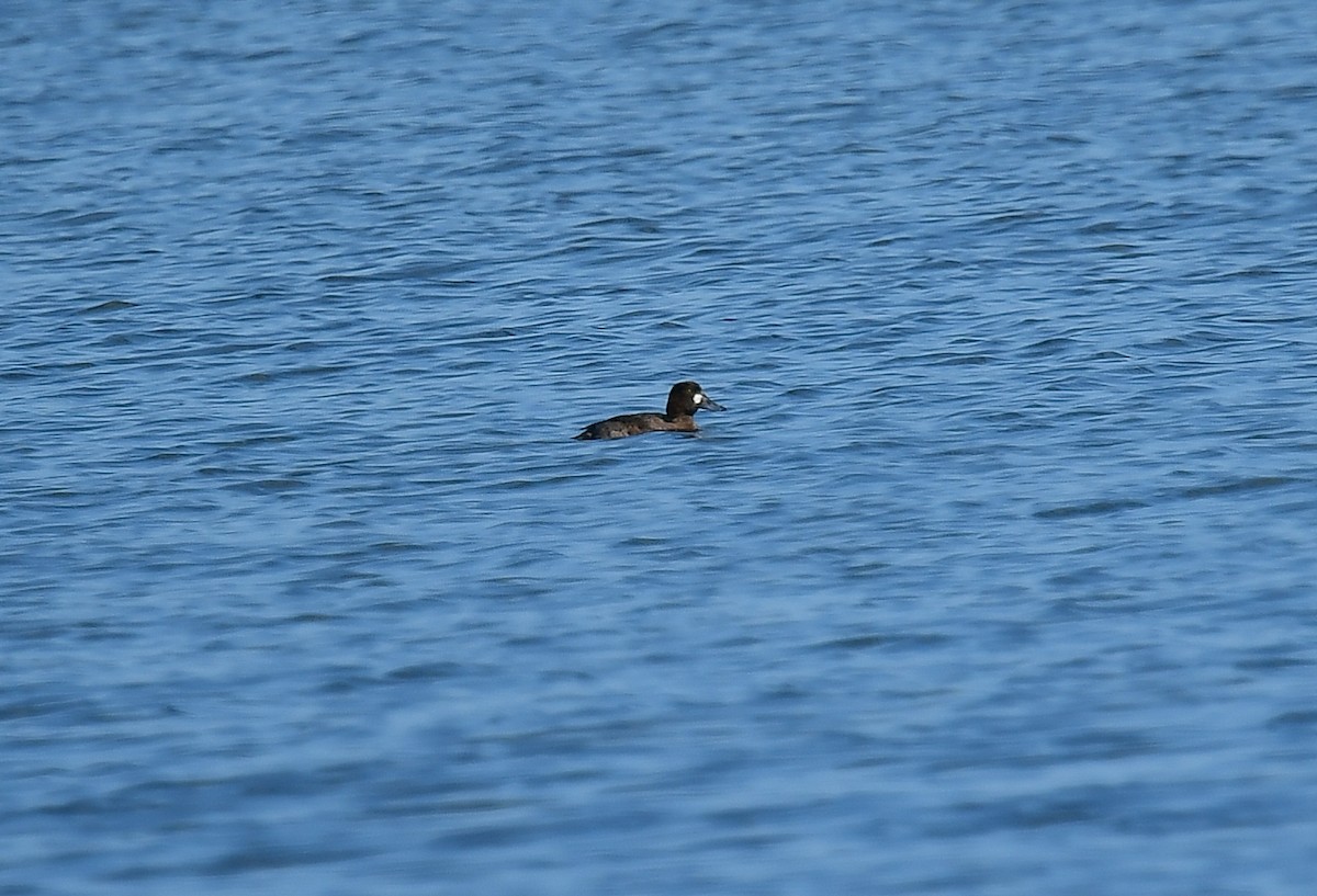 Greater Scaup - ML196737841