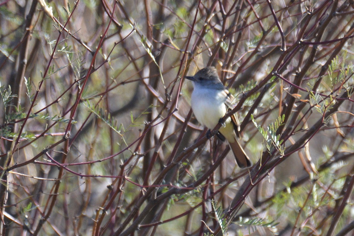 Ash-throated Flycatcher - ML196739371