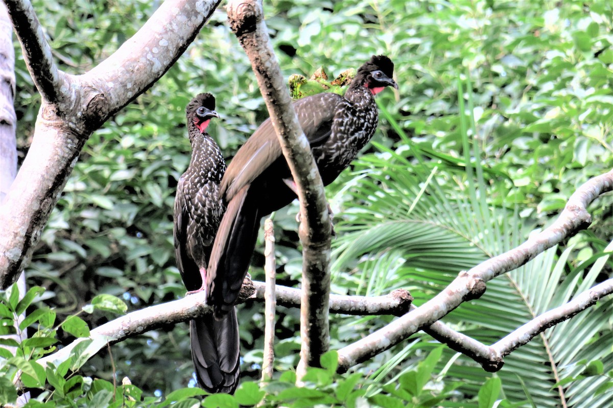 Crested Guan - ML196740201