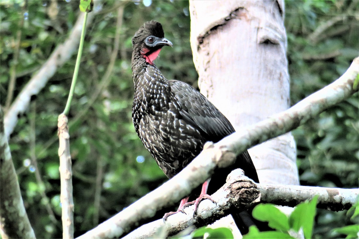 Crested Guan - ML196740281