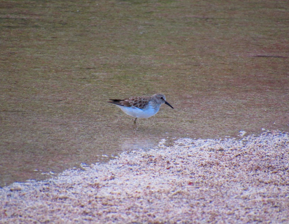 pygmésnipe - ML196740431