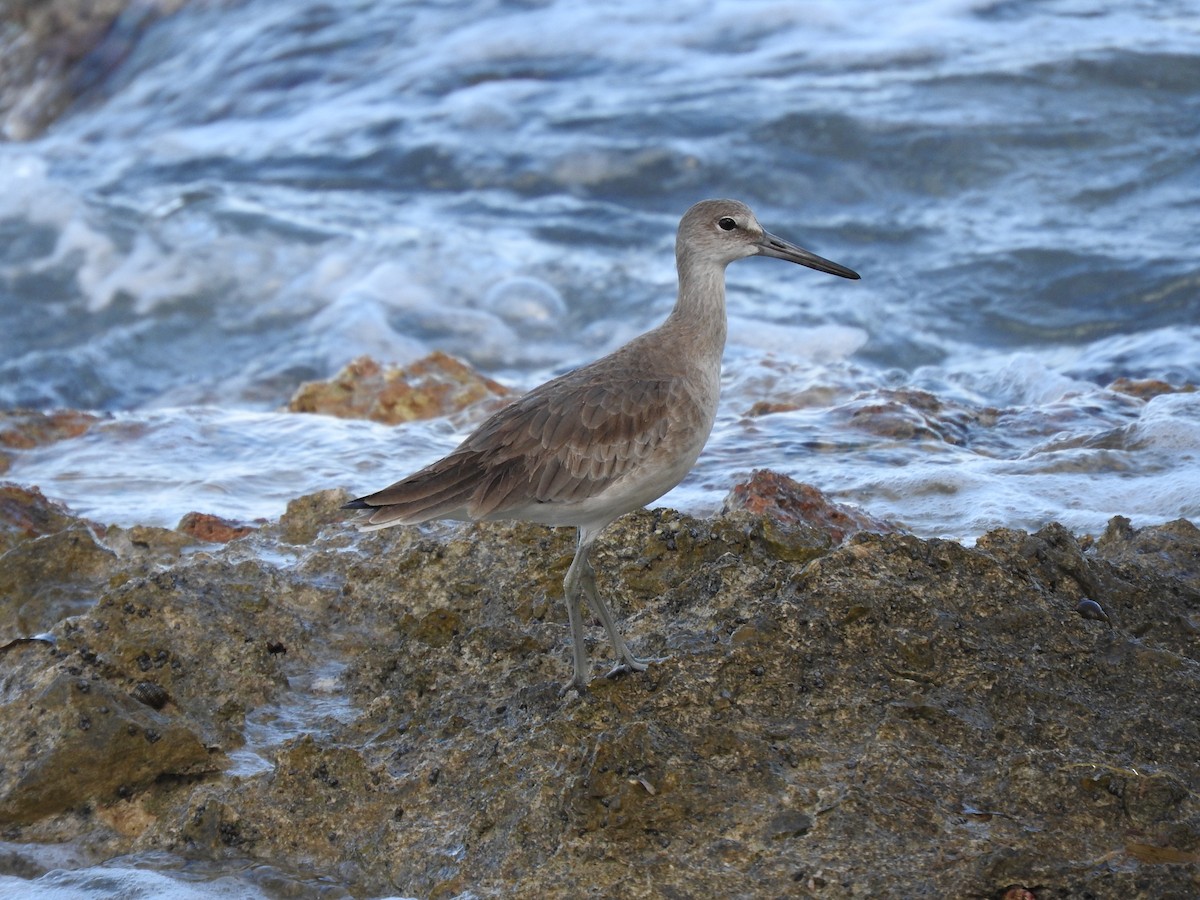 Willet - ML196741461