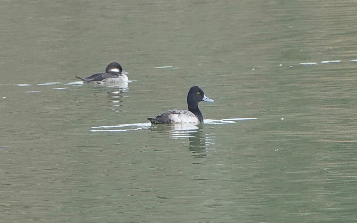 Lesser Scaup - ML196743141