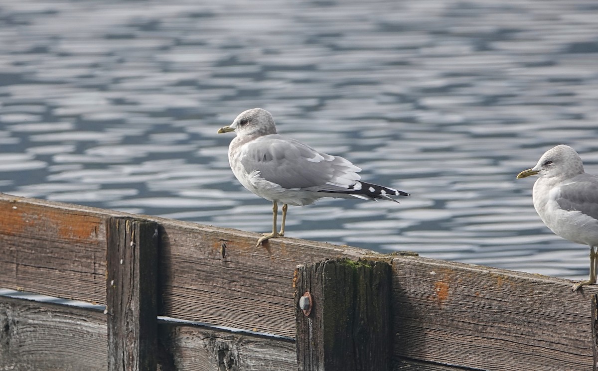 Short-billed Gull - ML196743171