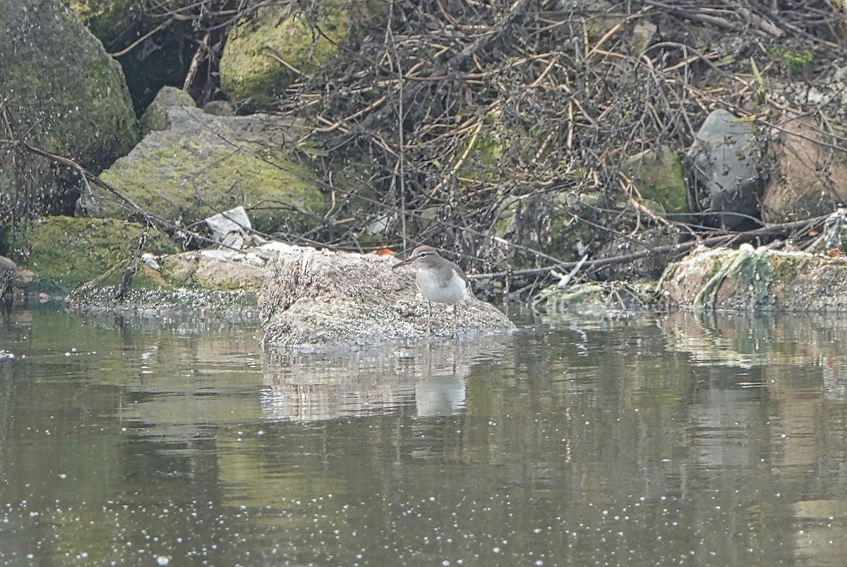 Spotted Sandpiper - ML196743231
