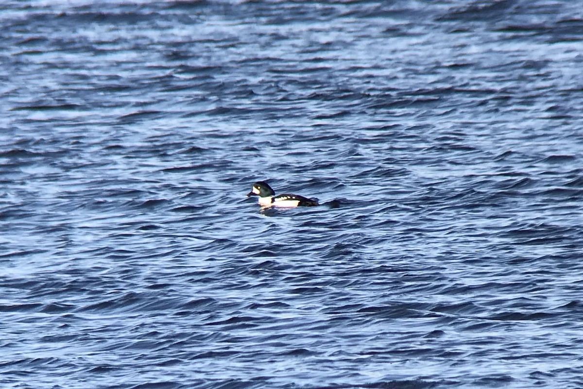 Barrow's Goldeneye - Eric Zawatski