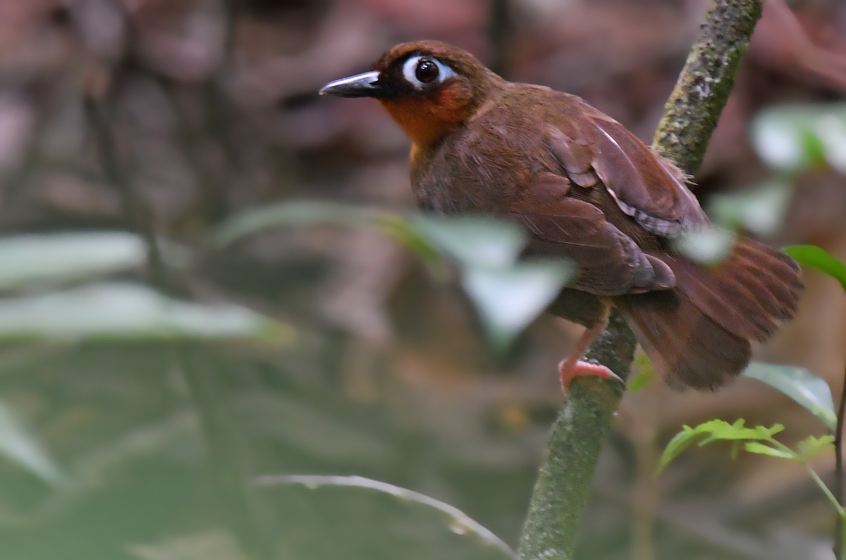 Rufous-throated Antbird - ML196744611