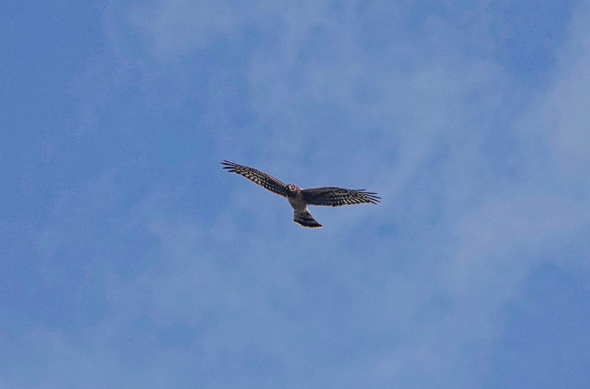 Northern Harrier - ML196744661