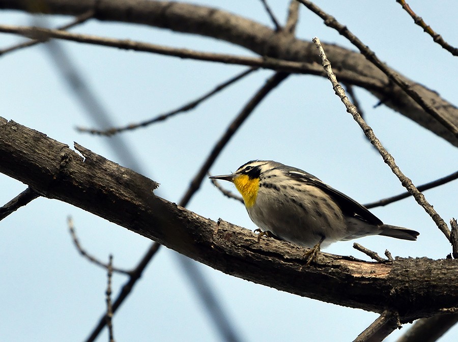 Yellow-throated Warbler - Toni Oliveira