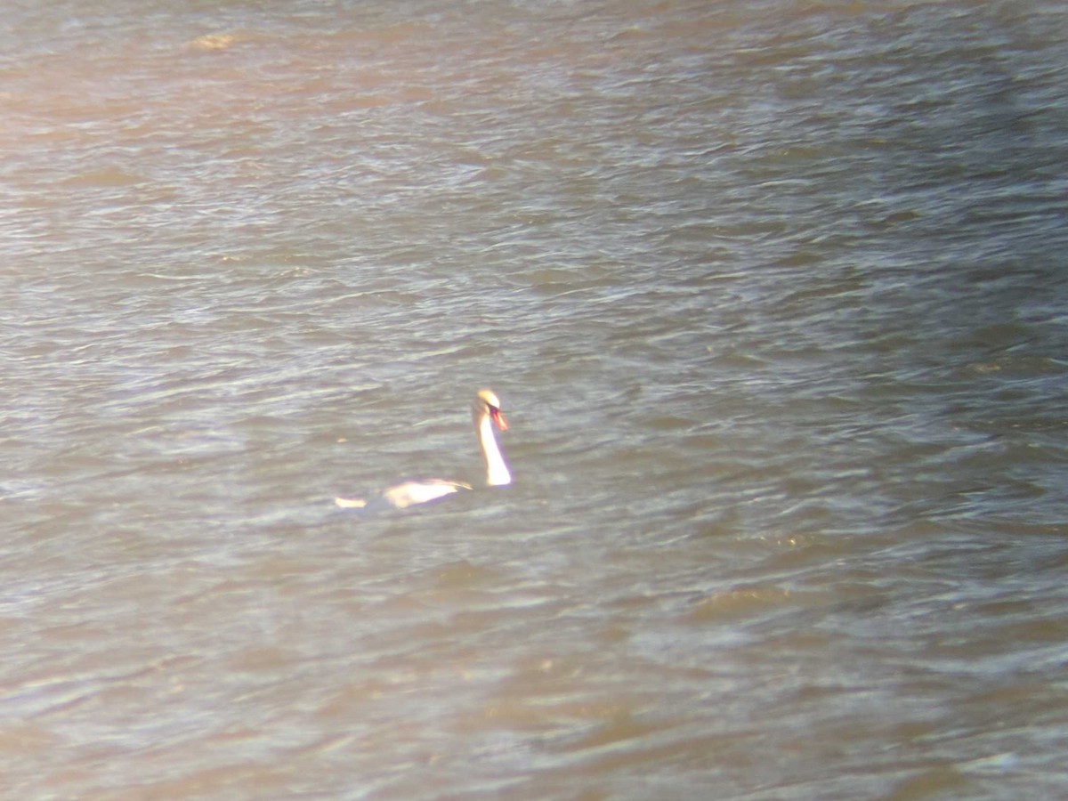 Mute Swan - ML196746991