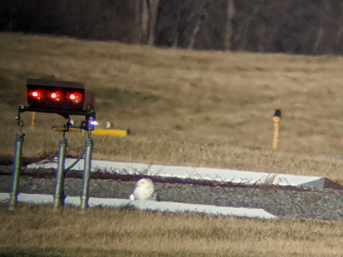 Snowy Owl - ML196747121