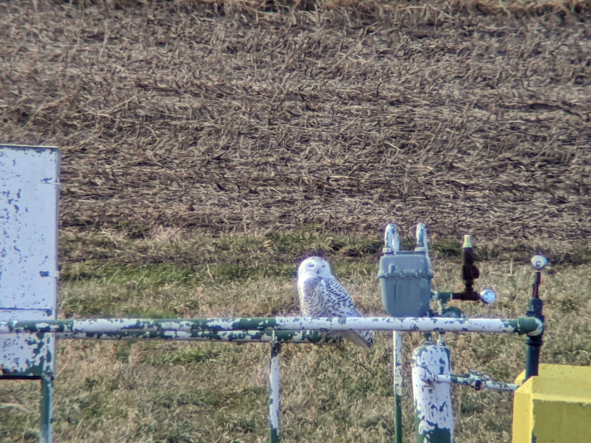 Snowy Owl - ML196747201