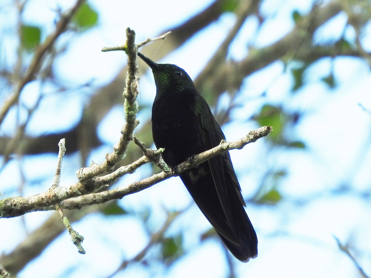 Dominikanermangokolibri - ML196748601