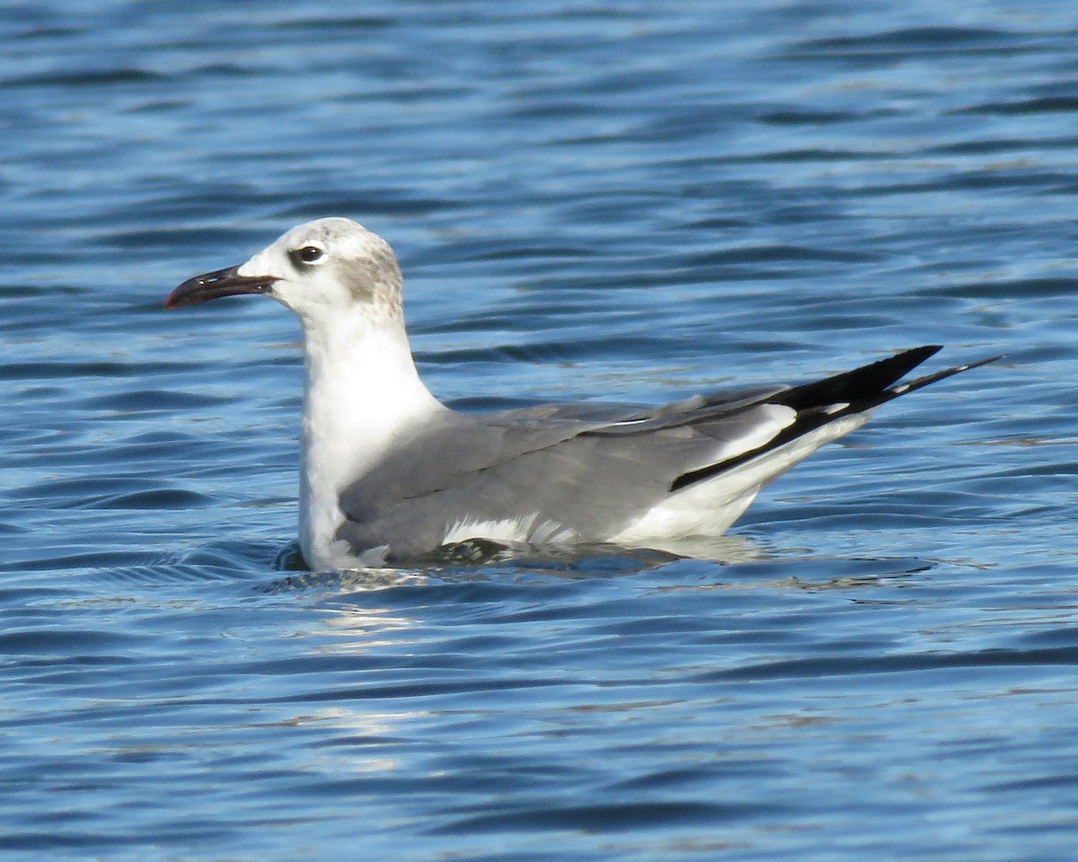 Gaviota Guanaguanare - ML196748831