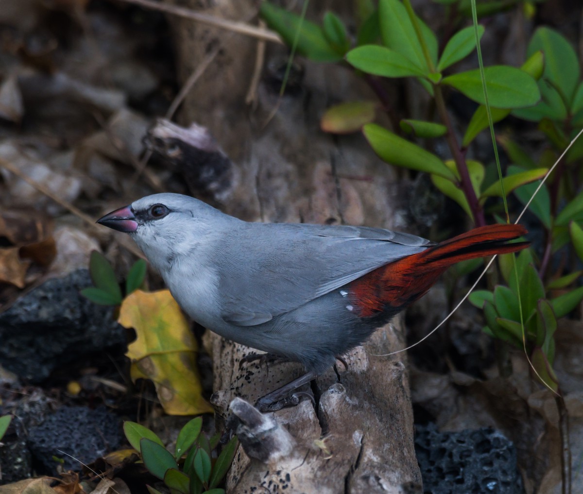 Lavender Waxbill - Jim Merritt