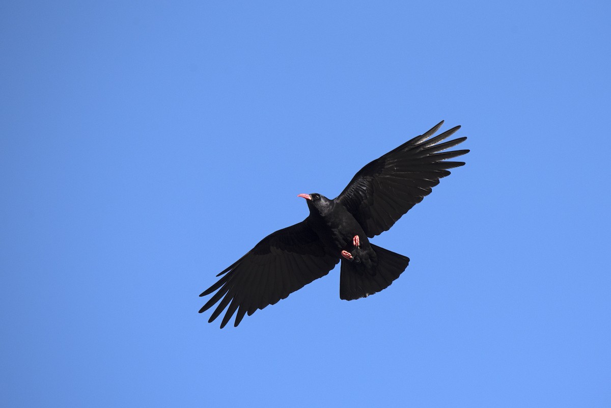 Red-billed Chough - ML196750191