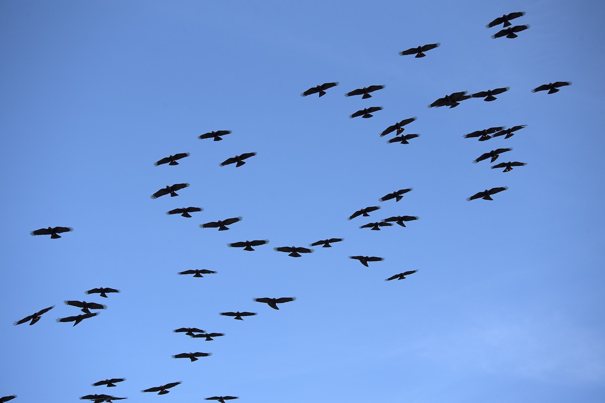 Red-billed Chough - ML196750241