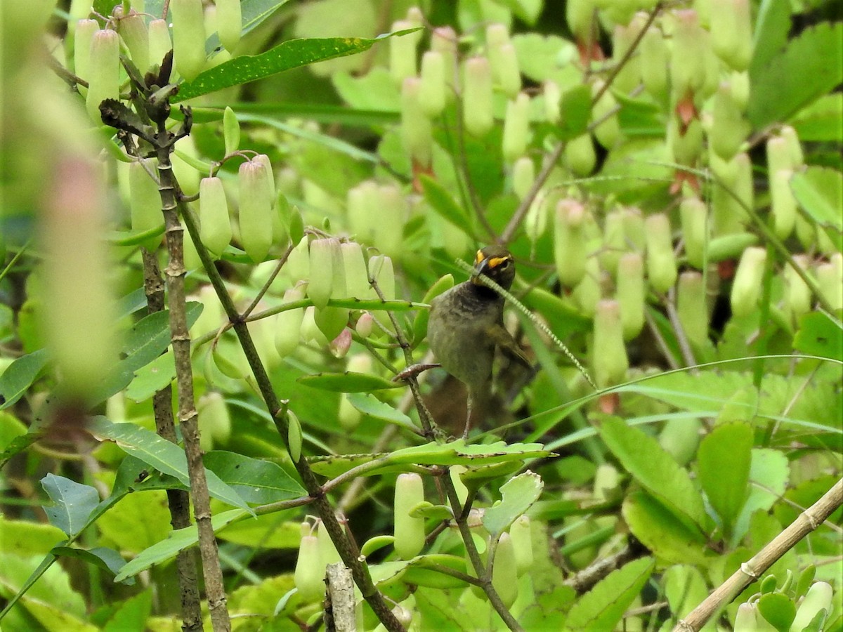 Yellow-faced Grassquit - ML196750401