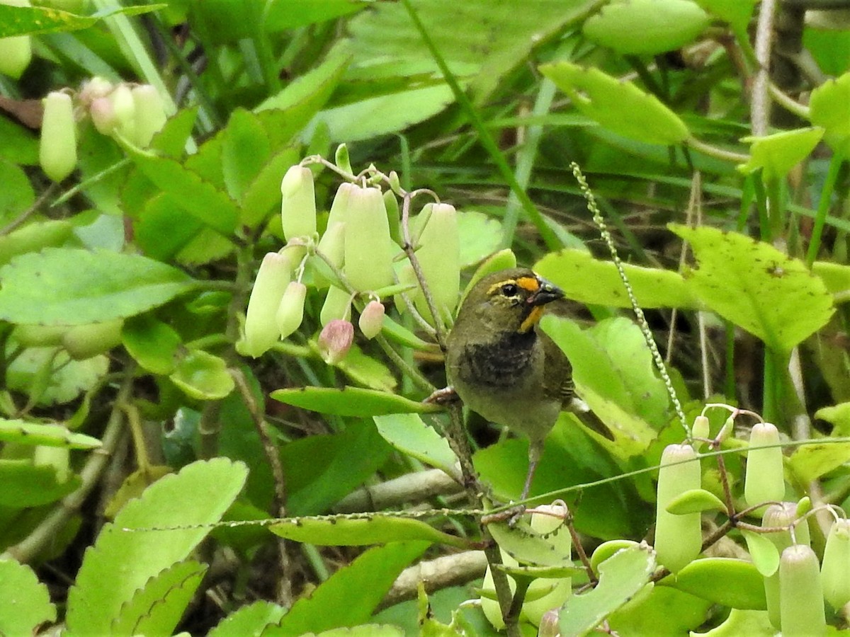 Yellow-faced Grassquit - ML196750491