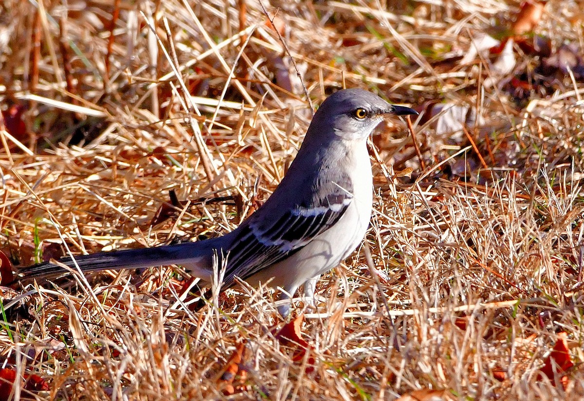 Northern Mockingbird - ML196750571