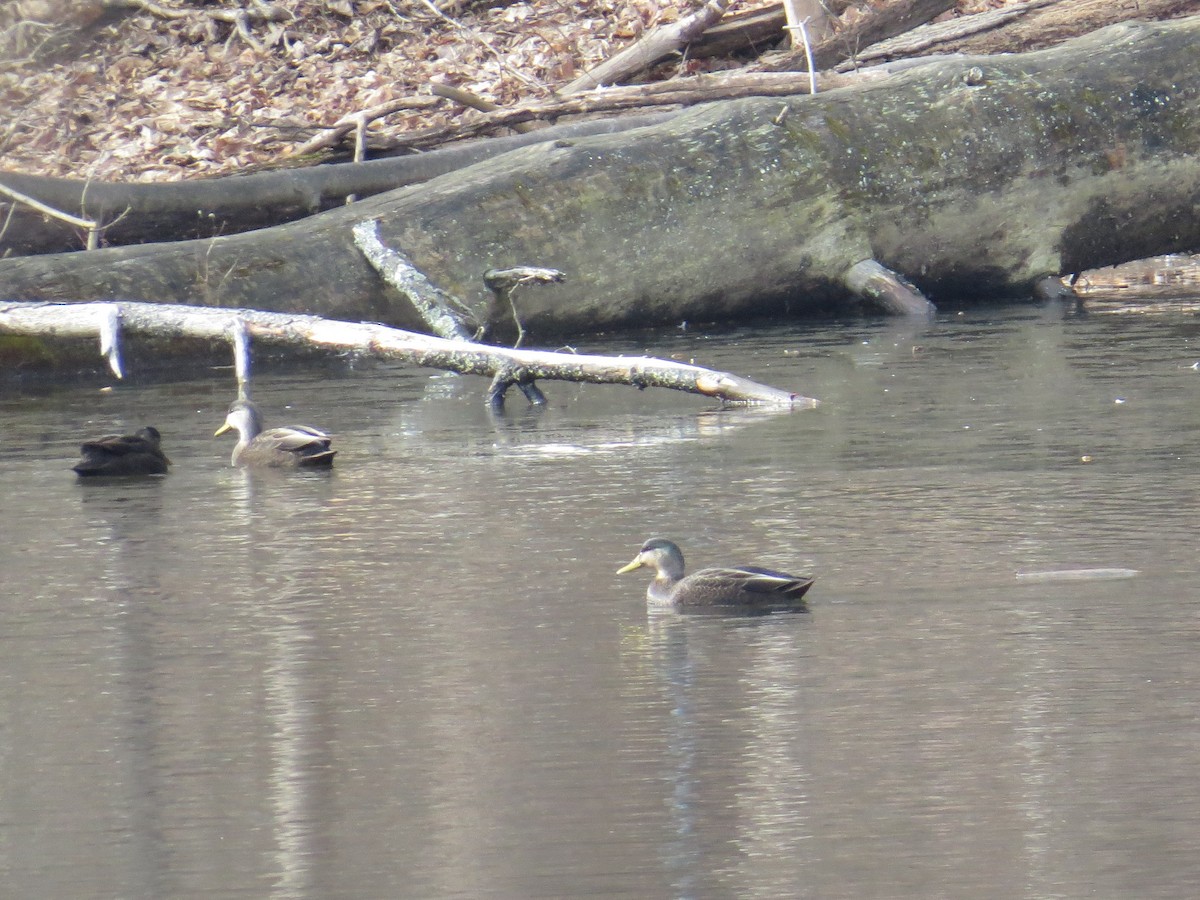 American Black Duck - ML196750861