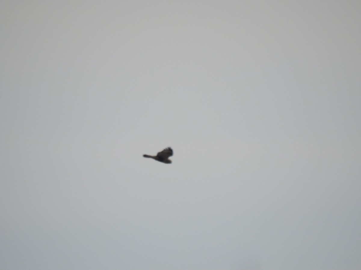 Northern Harrier - ML196751371