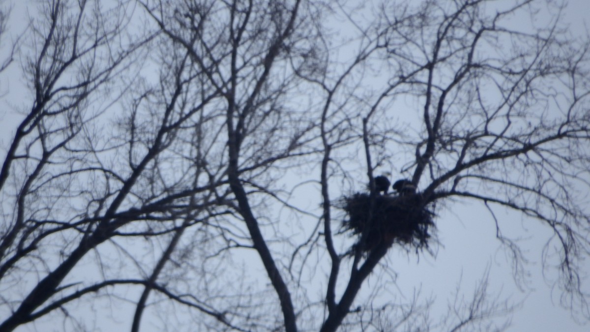 Bald Eagle - ML196751401