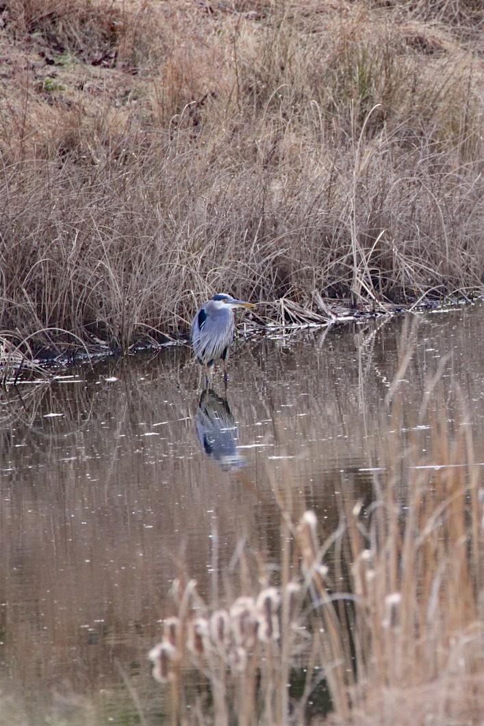 Great Blue Heron - ML196754611