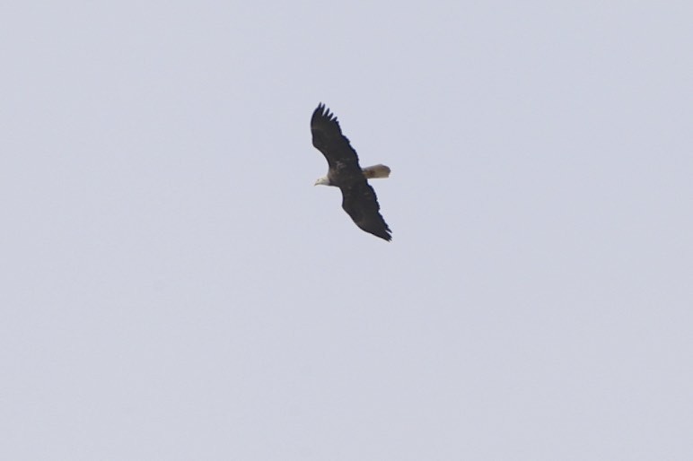 Bald Eagle - ML196754641