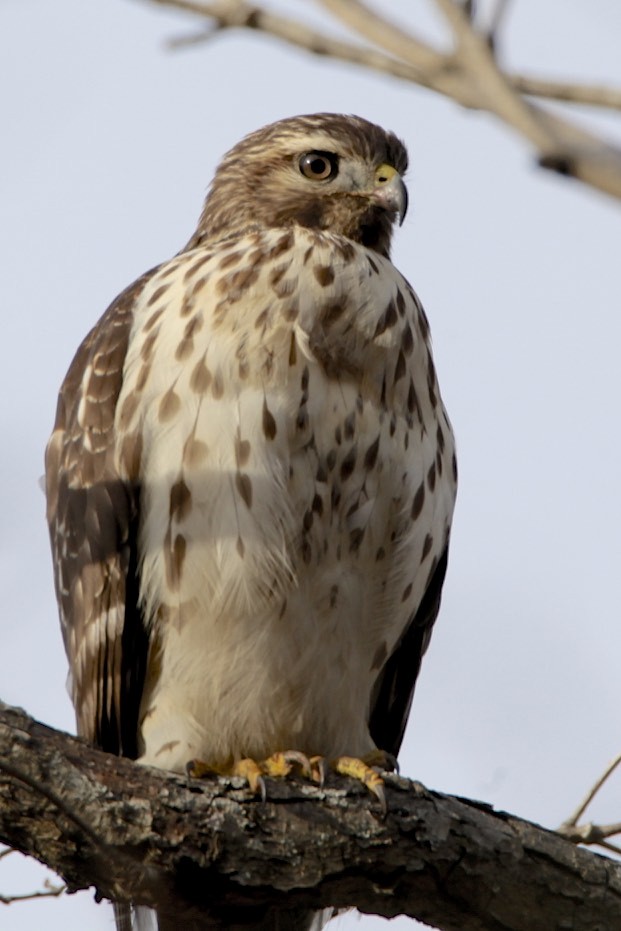 Red-shouldered Hawk - ML196754891