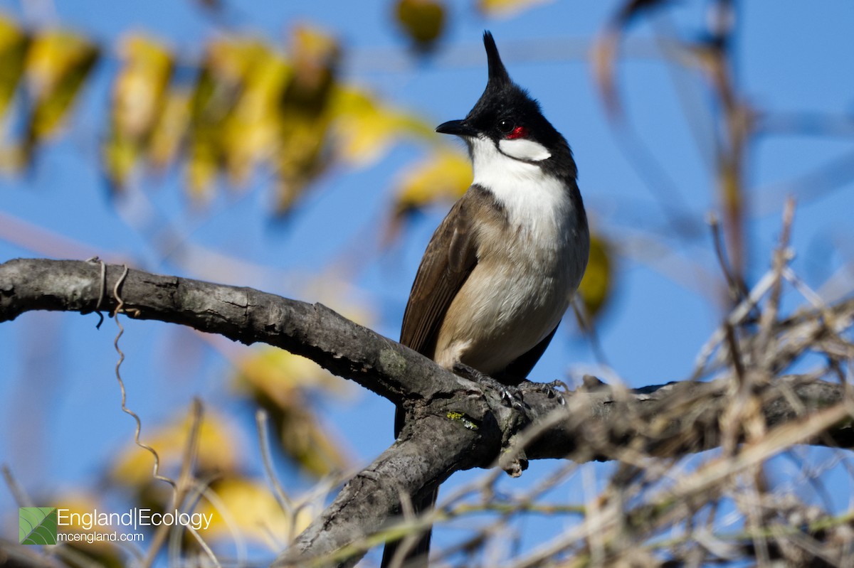 Red-whiskered Bulbul - ML196755061