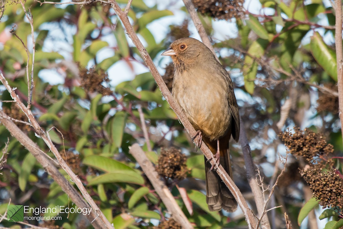 California Towhee - ML196755231