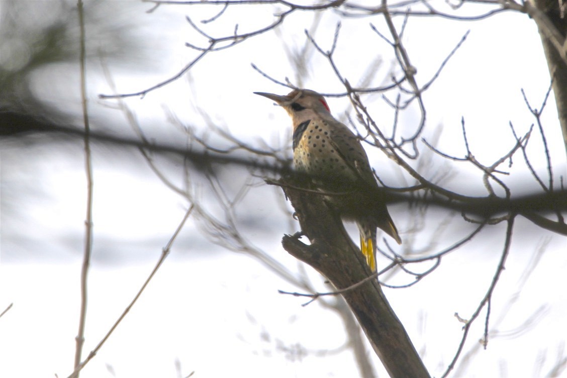 Northern Flicker - ML196755241