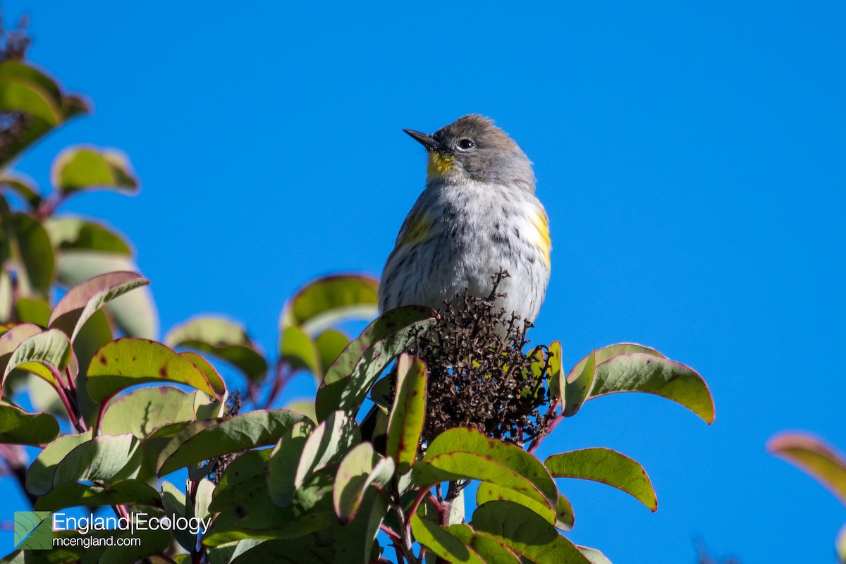 Yellow-rumped Warbler - ML196755301