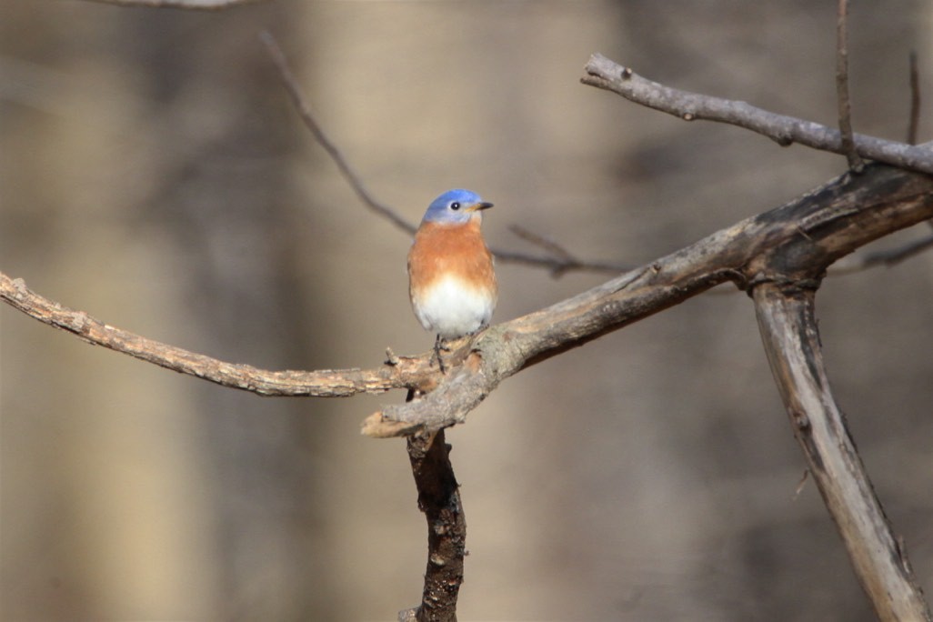 Eastern Bluebird - Vickie Baily