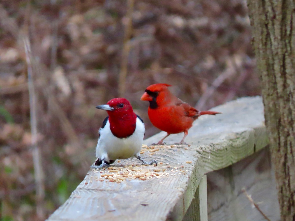 Red-headed Woodpecker - Thomas Riley