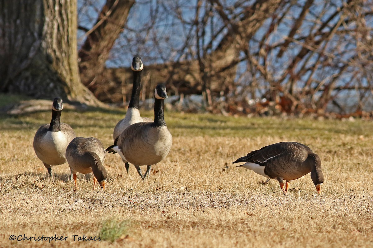 Greater White-fronted Goose - ML196755611