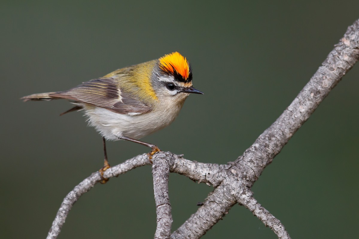 Common Firecrest - ML196757881