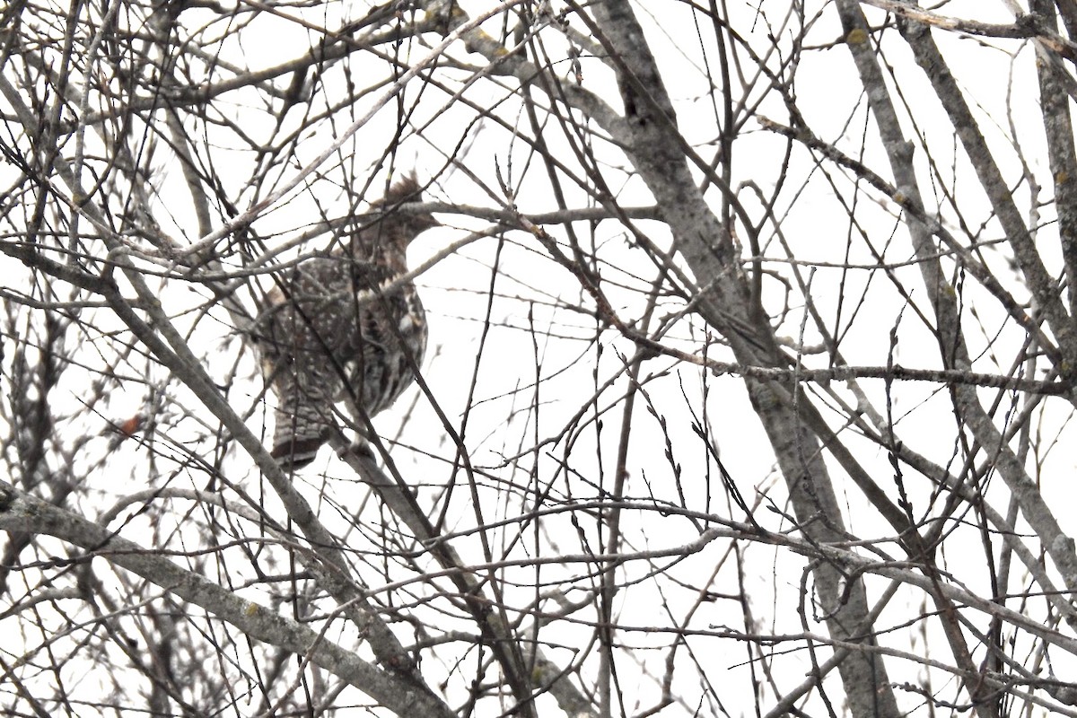 Ruffed Grouse - Dan Belter